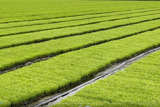 大田作物重点推广农业无人机！山东省持续推进化肥农药减量增效